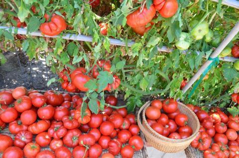 Как сохранить урожай томатов в дождливое лето