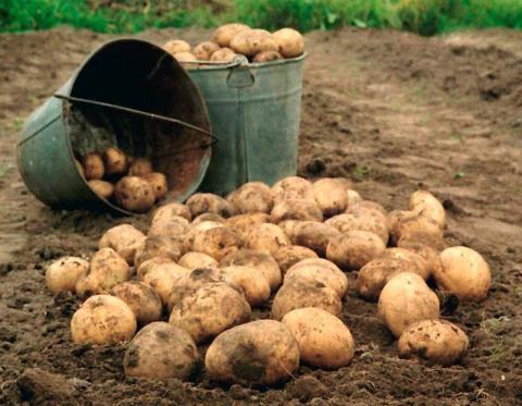 Когда копать картофель: благоприятные дни в августе 2019 по Лунному календарю