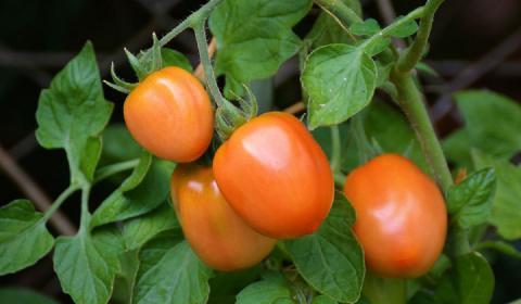 Как ускорить созревание помидоров на кустах