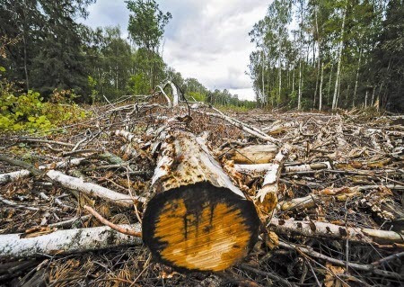 Индия вслед за Китаем начнет массово вывозить российский лес