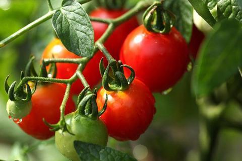 Секрет эффективной подкормки томатов для быстрого созревания