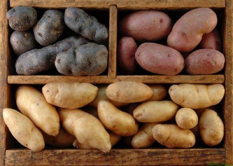 Как сохранить собранный картофель