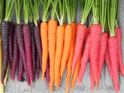 Как сохранить собранную морковь