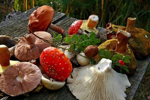Как отличить ядовитые грибы от съедобных