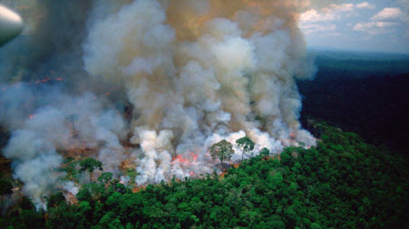 Экологи: Лесные пожары в Амазонии и Сибири — рукотворные