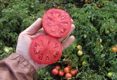 Как самостоятельно заготовить семена помидоров в домашних условиях