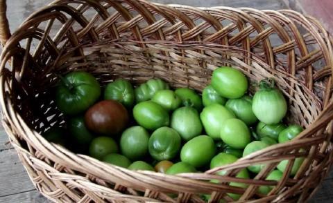 Секрет быстрого созревания зеленых томатов