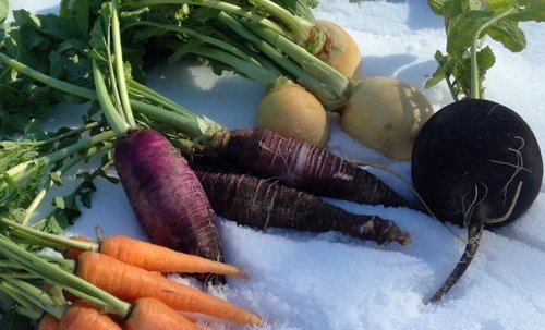 Какие овощи могут зимовать на грядке