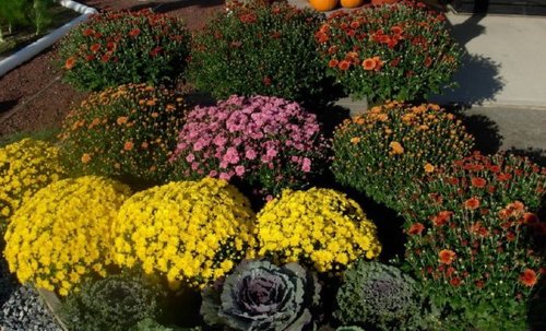 Посадка цветов осенью: какие цветы можно и нужно сеять под зиму