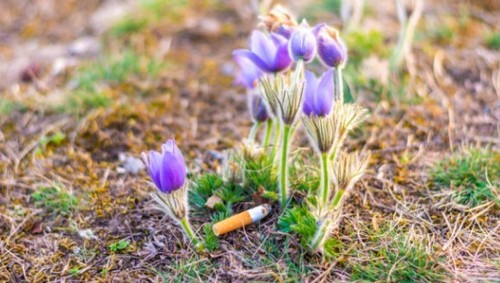 Как курение влияет на растения