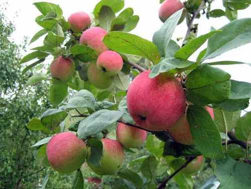 Правила обрезки однолетних саженцев яблони