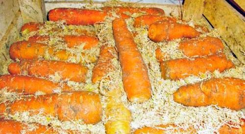 Как правильно хранить зимой морковь