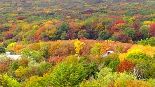От чего зависит цвет листьев осенью