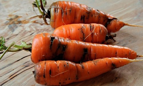Болезни моркови при хранении
