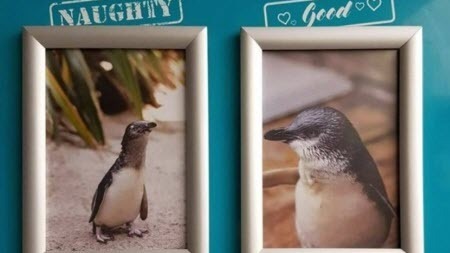 За что пингвины попадают на доски позора и почёта