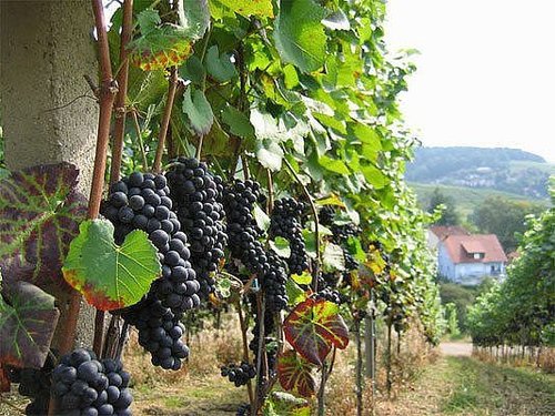 Чем подкормить виноград осенью перед обрезкой и укрытием