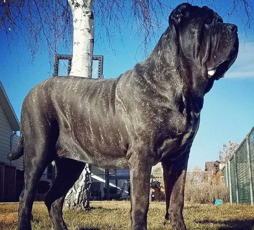 Самая большая собака живет в Америке и весит 81 кг