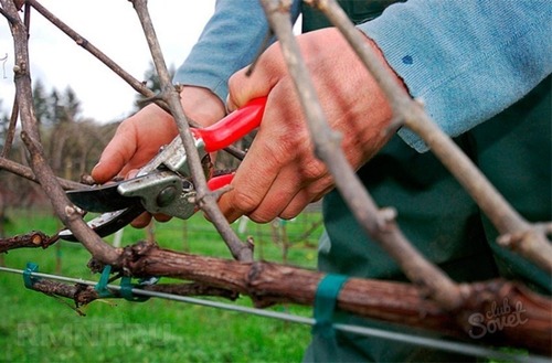 Способы обрезки винограда осенью