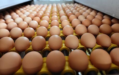 Кардиологи признали опасность куриных яиц