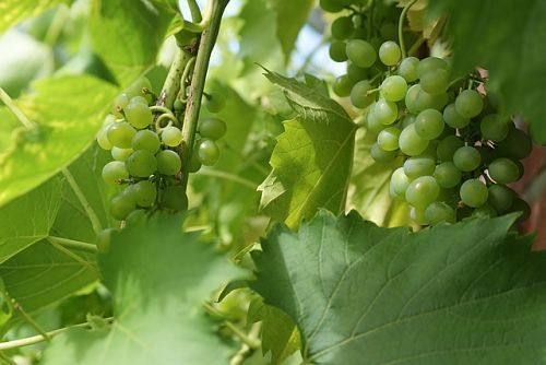Опрыскивание винограда весной по методу Курдюмова