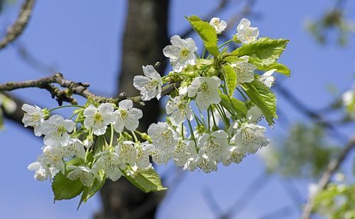 Весна: опрыскивание и подкормка плодовых деревьев