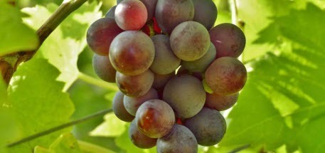 Подкормка винограда: виды удобрений и дозировка