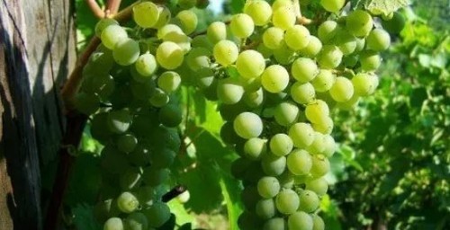Как увеличить урожайность винограда