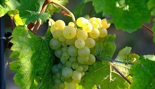 100% способ укоренения винограда