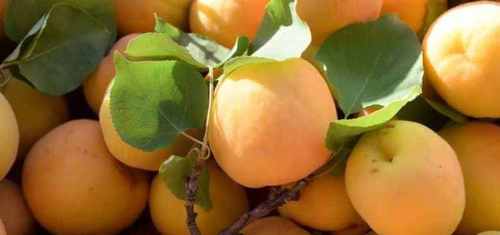 Урожай абрикос