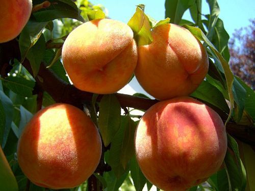Обрезка персиков весной и летом, опрыскивание от болезней
