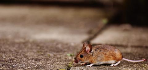 Китайские ученые вырастили мышку из искусственной клетки