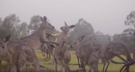 Австралийские животные празднуют приход дождя (ВИДЕО)