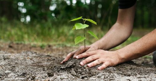 Спасем ли мы планету от глобального потепления, сажая деревья