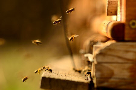 Порывы ветра: пчелы в борьбе за выживание