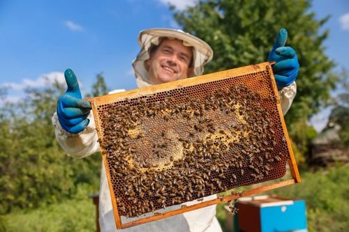 Европейские пчеловоды жалуются на Украину и Китай