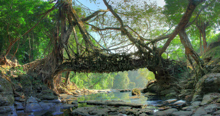 В Германии заинтересовались мостами из живых корней деревьев