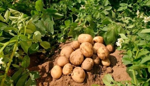 Картофель: выращивание, посадка и уход
