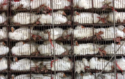 Утки в пруду - почему пандемии постоянно берут начало в Китае