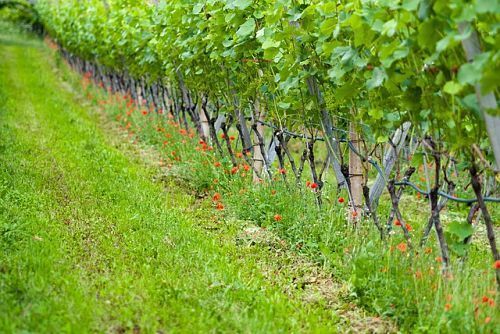 Какие растения стимулируют рост винограда