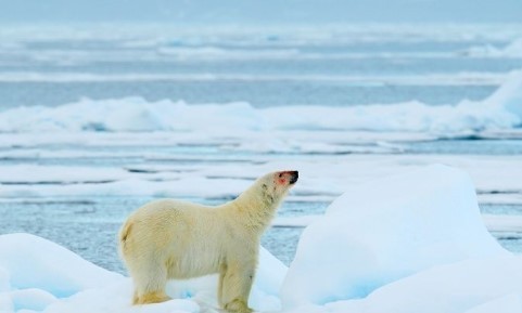 Причина быстрого потепления Арктики: новая гипотеза