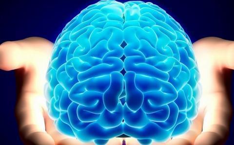 Нейробиологи доказали: смерть мозга обратима