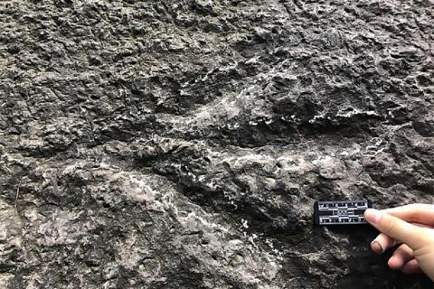 В китайском бомбоубежище найдены следы лап динозавров