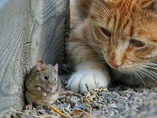 Притча "Благородная мышка"