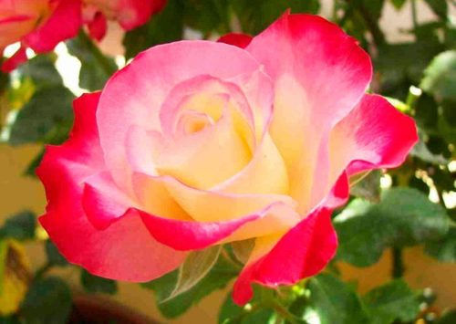 Чайно-гибридные розы: выращивание, посадка и уход