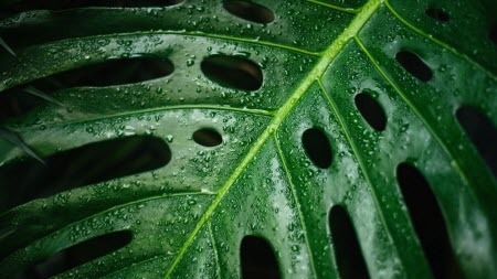 Как растения спасаются от дождя