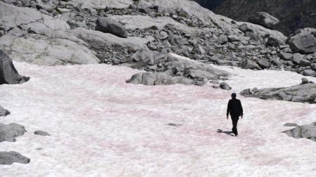 Лед на некоторых склонах Альп окрасился в розовый цвет