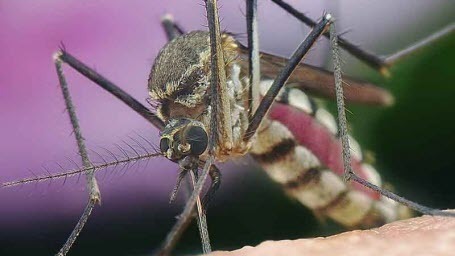 Агрессивное поведение комаров связано с климатом