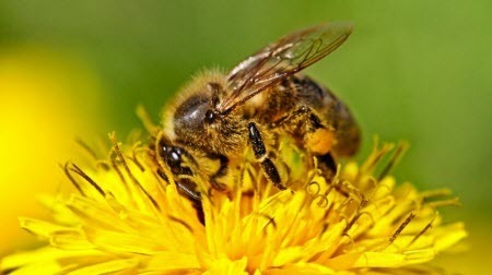 Климатические изменения поссорили пчел с цветами