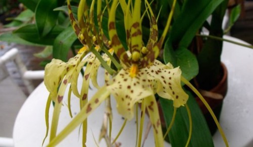 Брассия (орхидея-паук): выращивание, посадка и уход