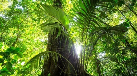 Гиганты планеты: рекордсмен Амазонии